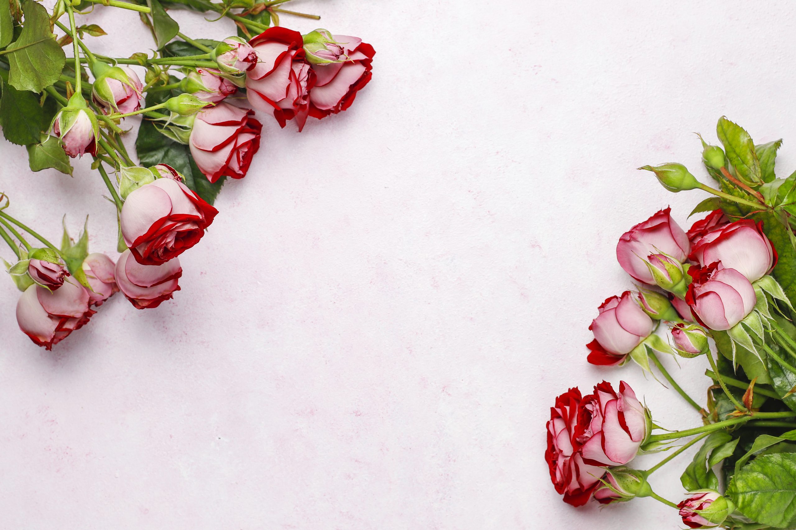 一束玫瑰是向某人表達你的愛和欣賞的完美方式